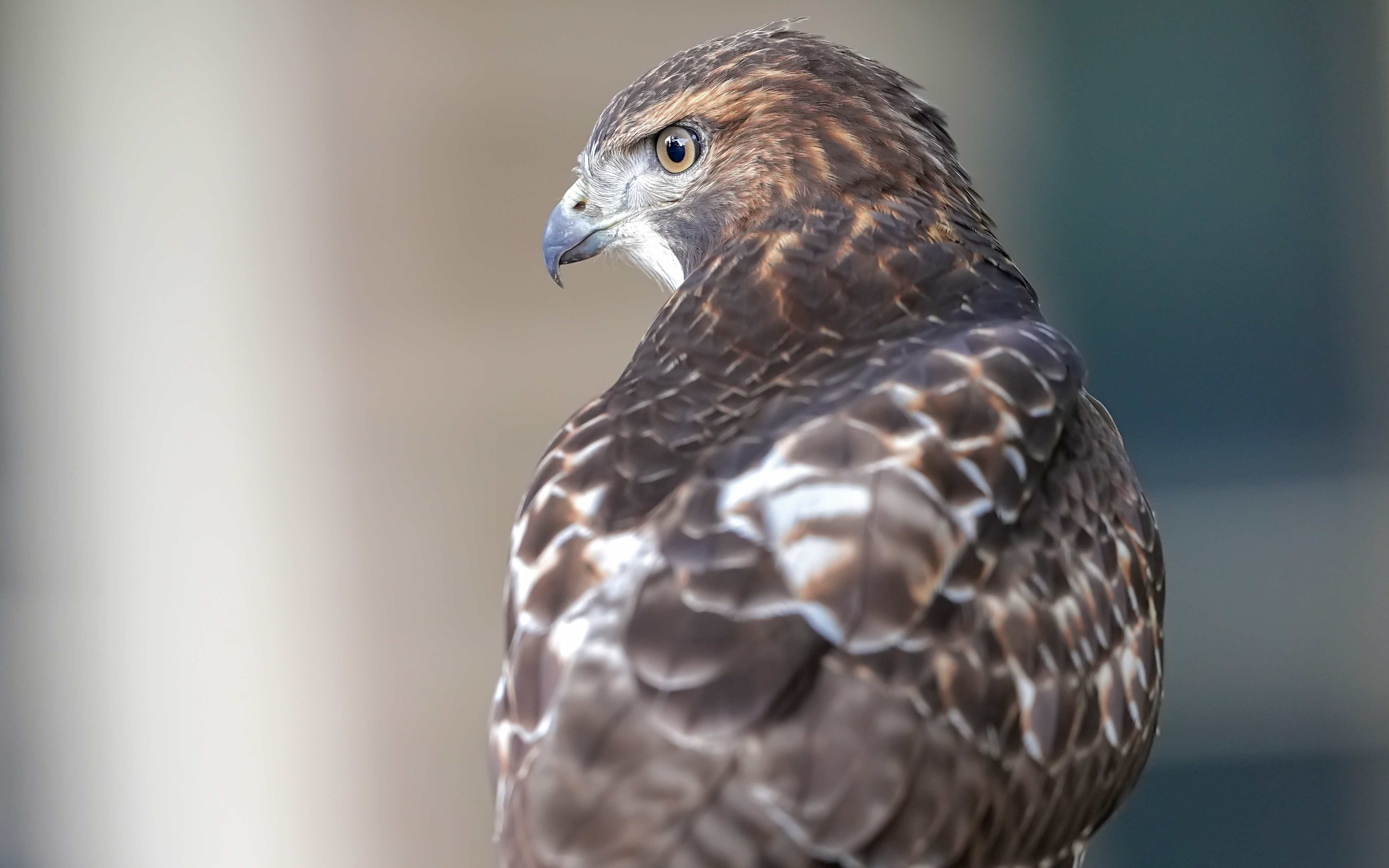 Juvenile Red-tailed Hawk