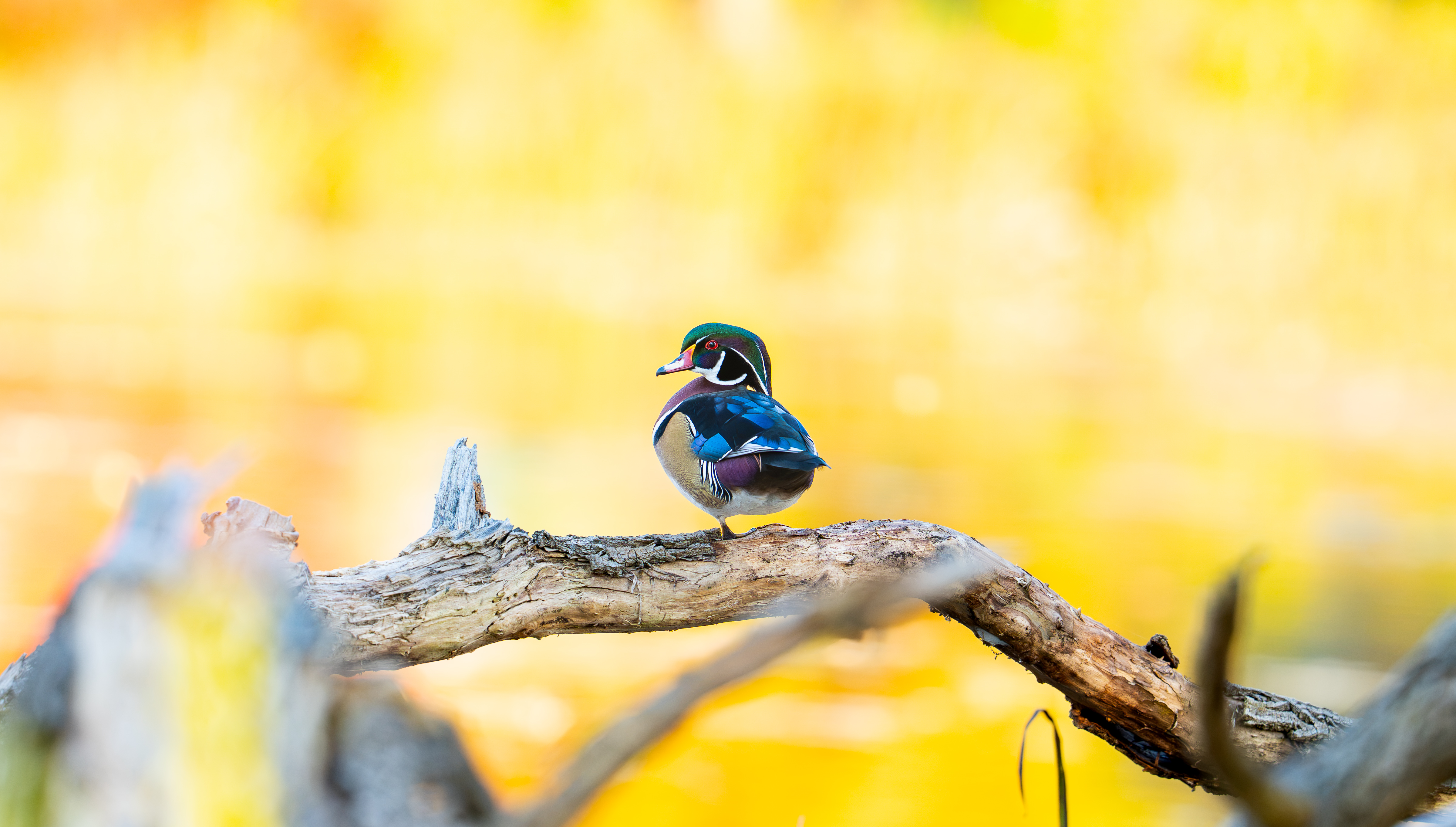 Wood Duck