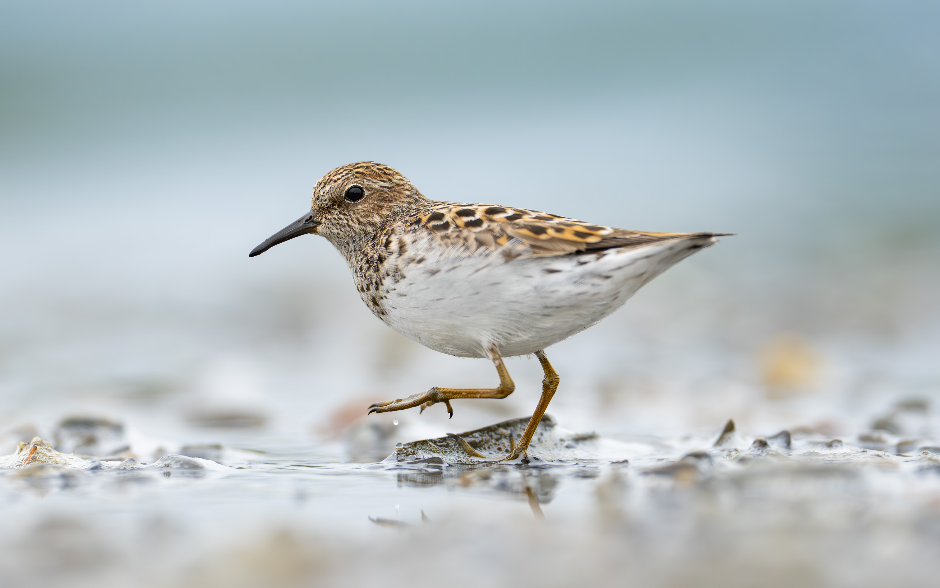 Sand-piper
