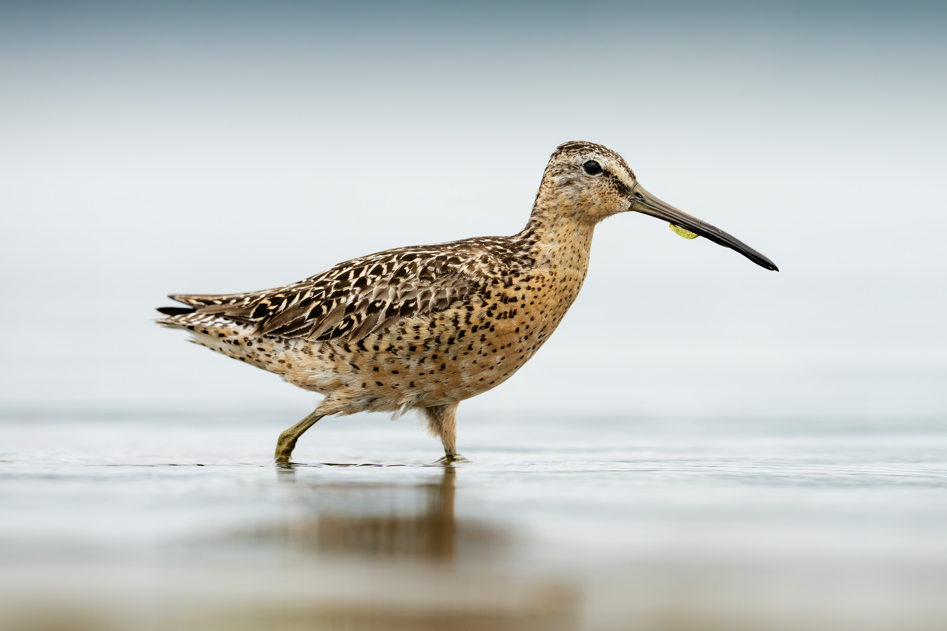 Dowitcher Close-up