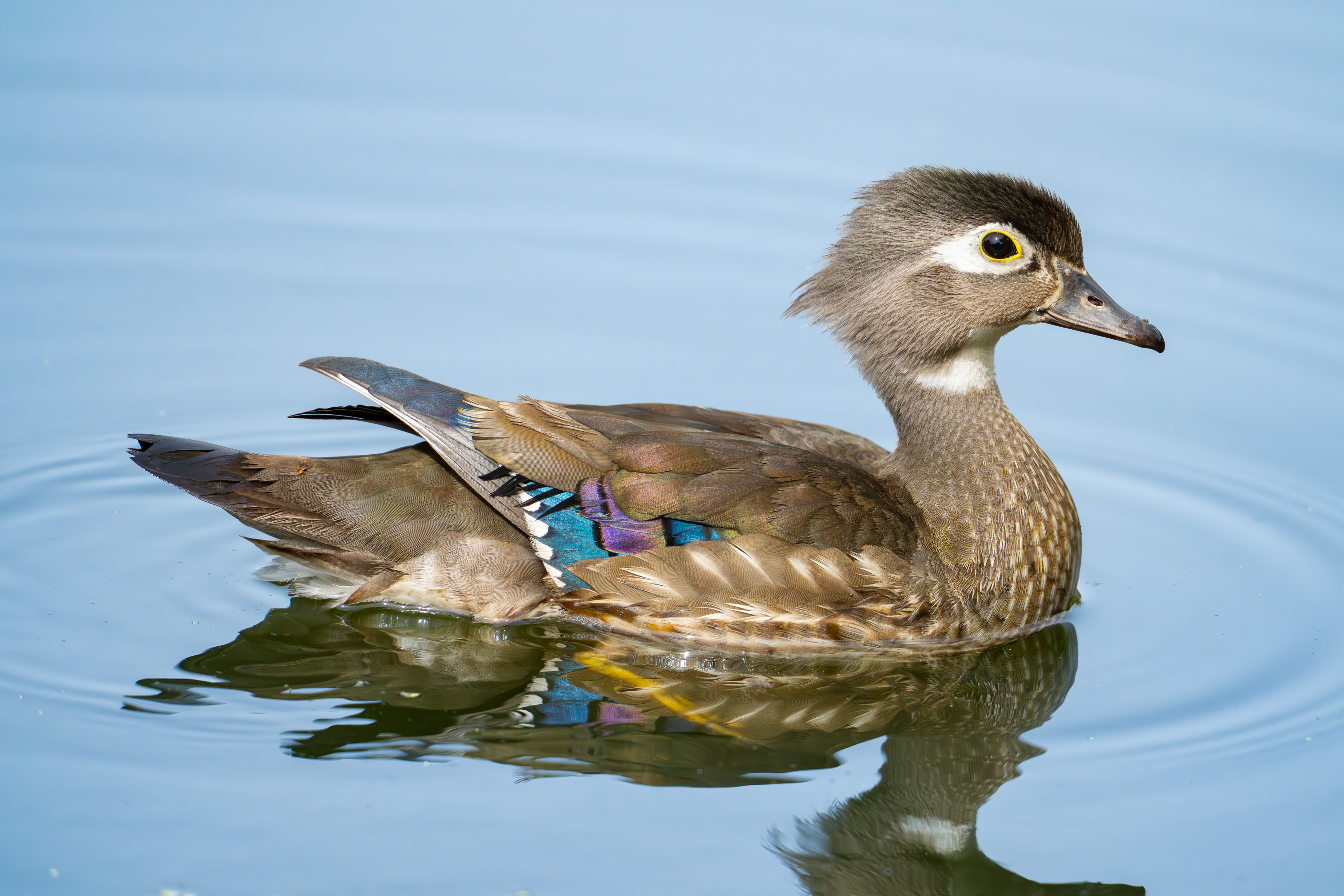 Female Wood Duck