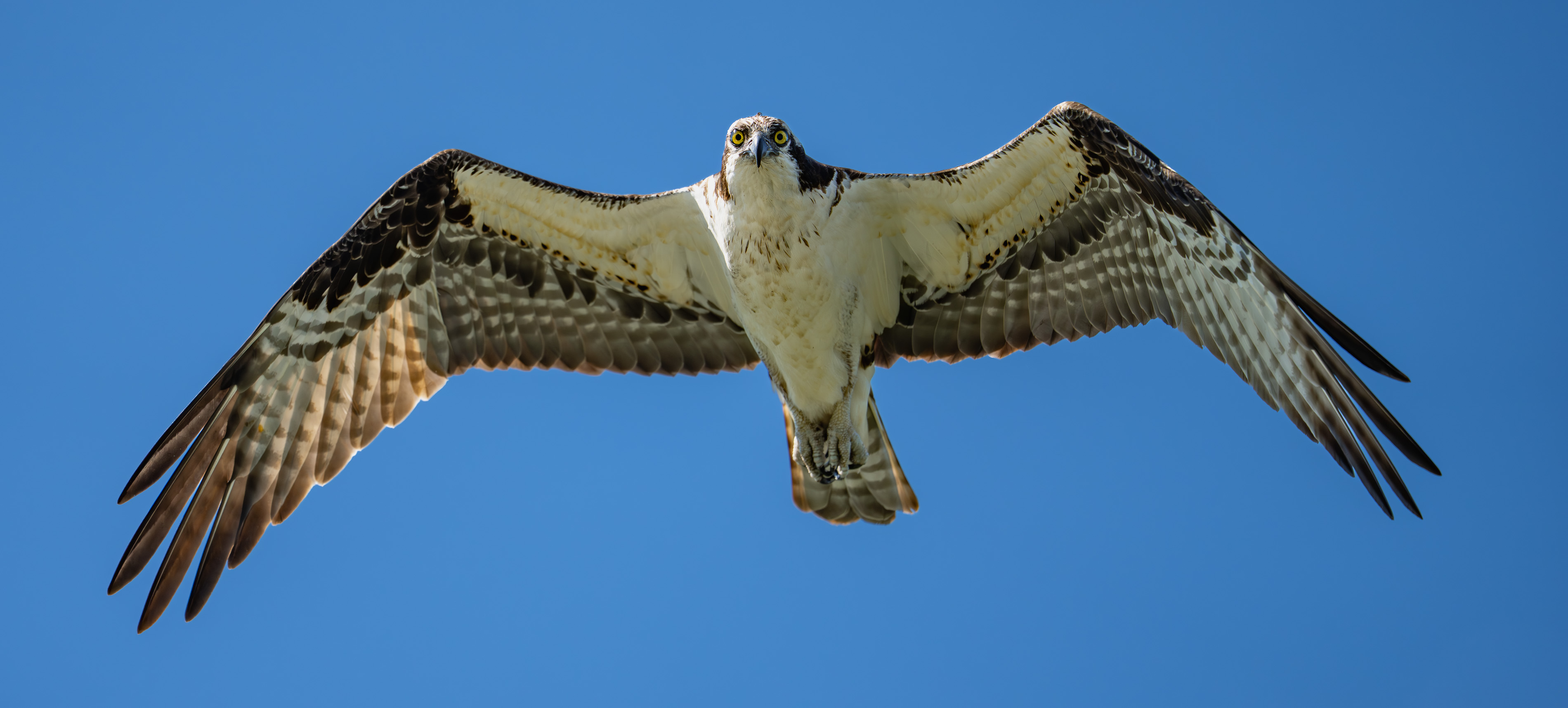 Osprey in Flight