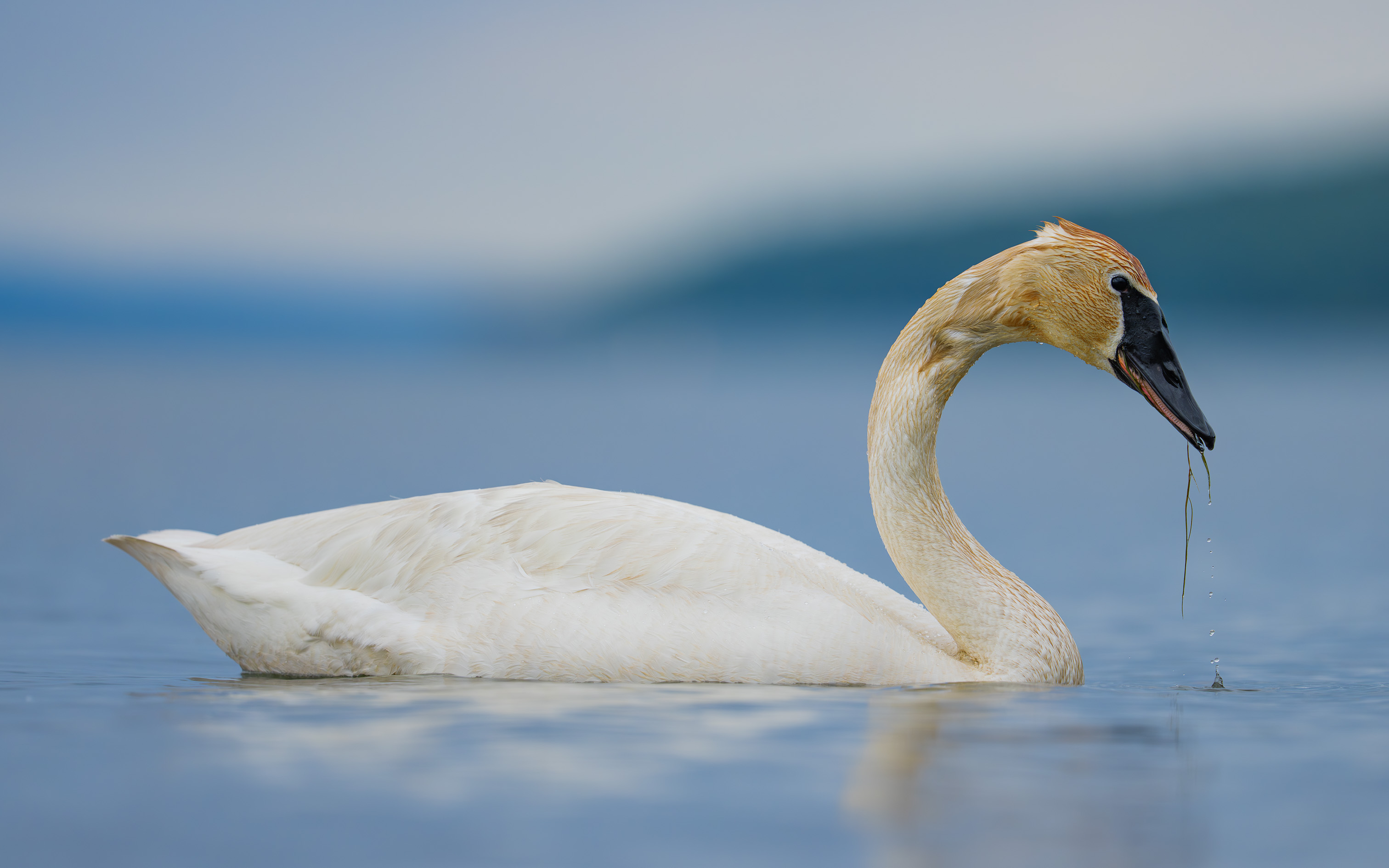 Trumpeter Swan