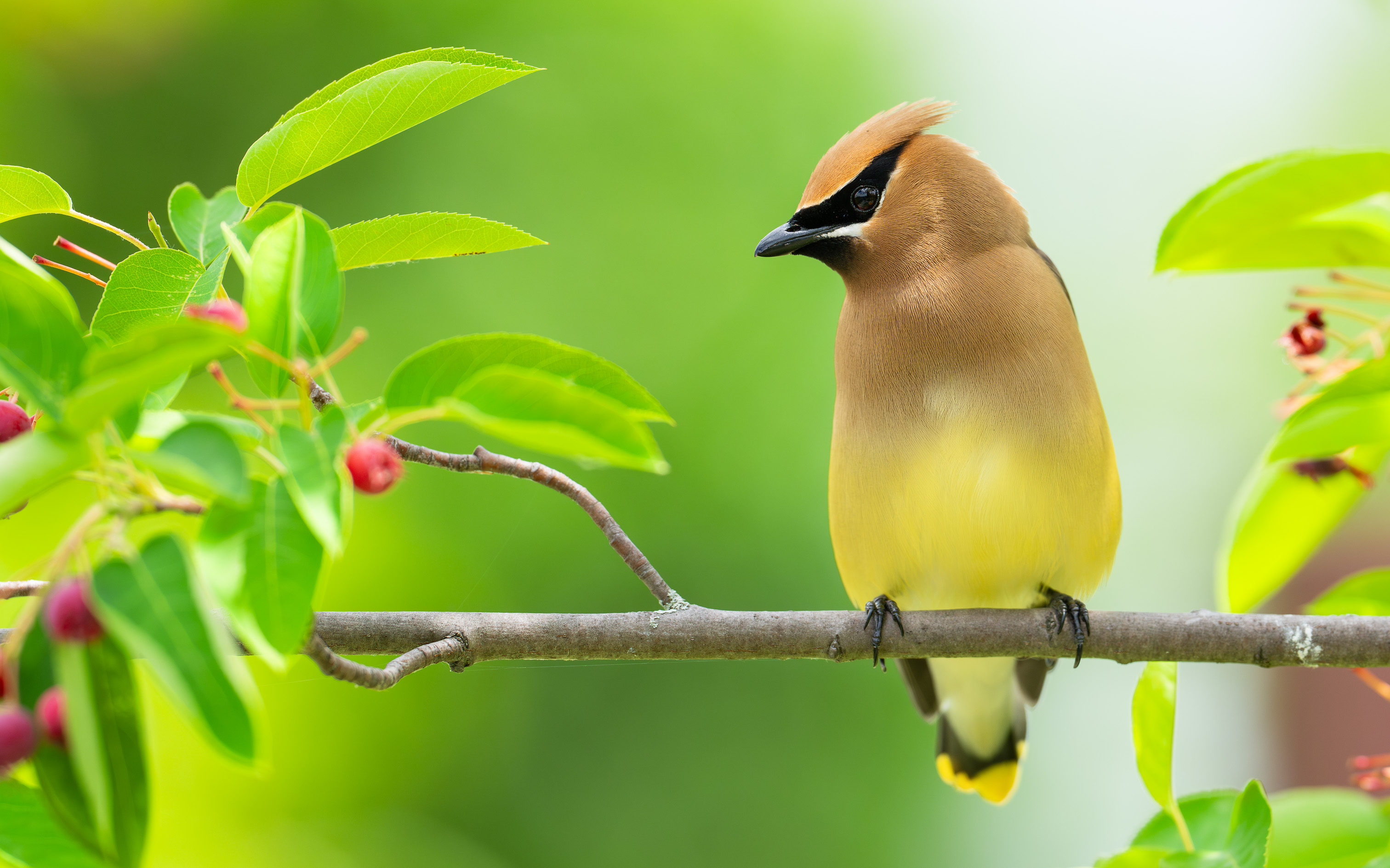 Young Cedar Waxwing in Spring